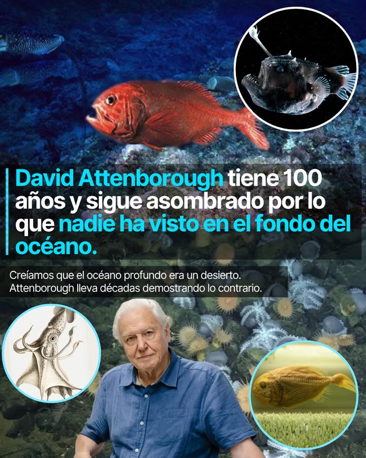 David Attenborough tiene 100 años y sigue asombrado por lo que hay bajo el agua