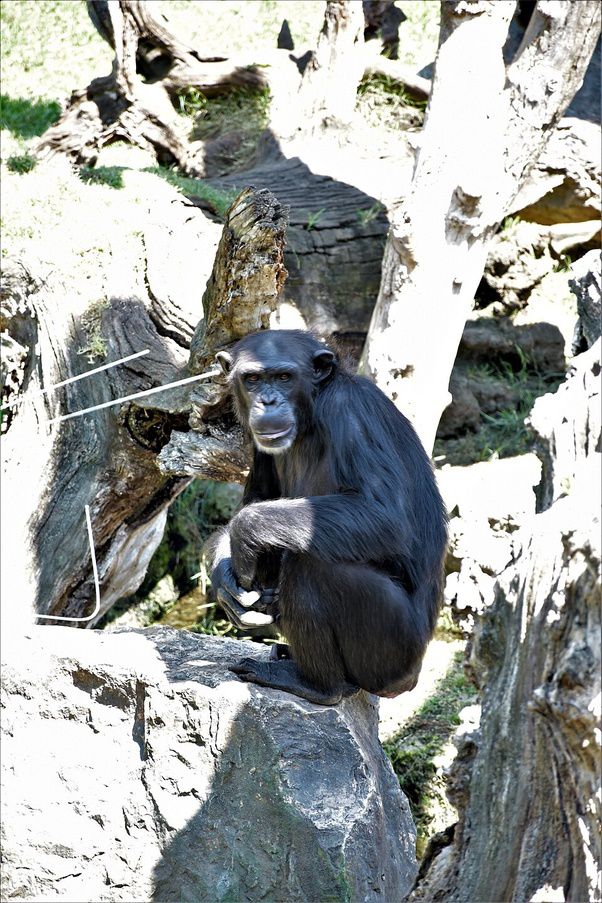 La imagen pública de Jane Goodall suele mostrarla sentada tranquilamente junto a los chimpancés