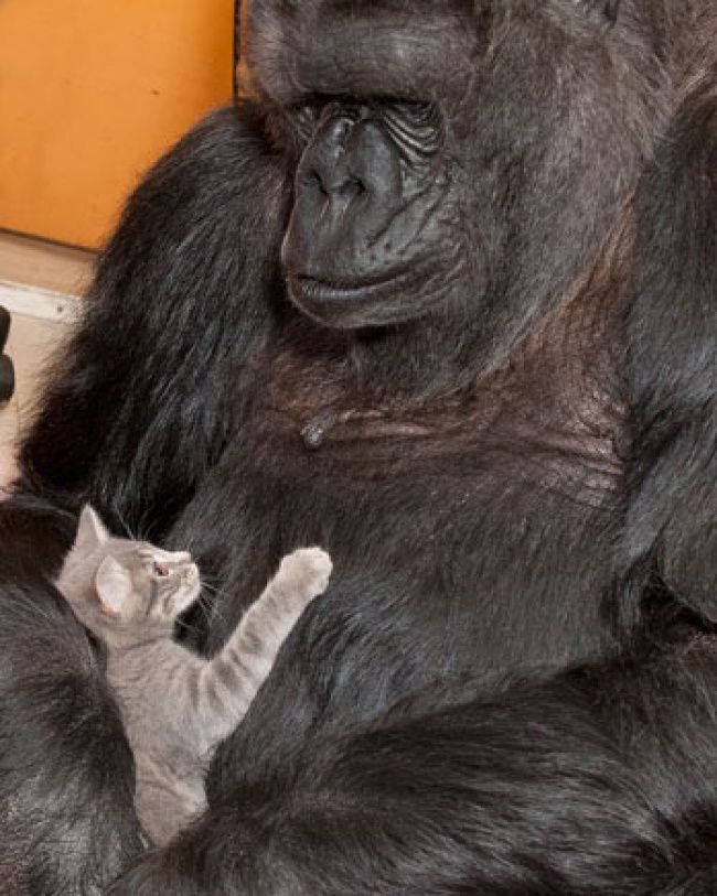 Cuando le comunicaron que su gatito había muerto, Koko permaneció en silencio