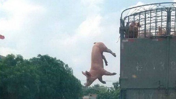 La llevaban al matadero, pero decidió saltar de un camión en movimiento antes de llegar a su destino