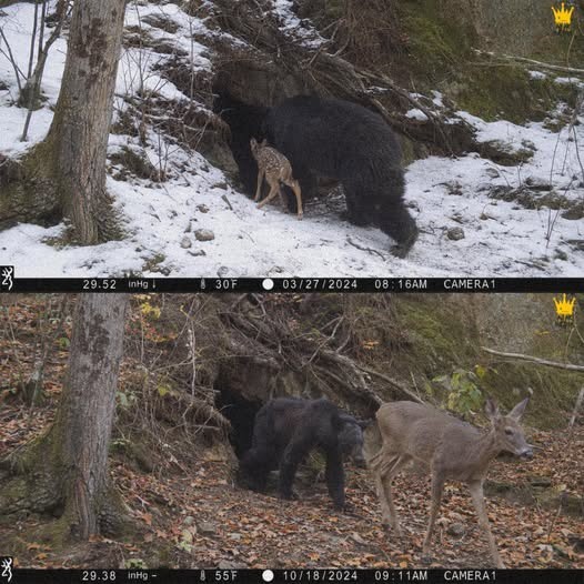 Los investigadores de la fauna silvestre quedaron desconcertados después de que una cámara de vigilancia captara a un oso negro ...
