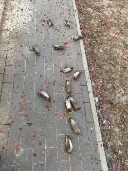 Los pájaros ampelis americanos 🐦, completamente irresponsables, suelen comer fruta fermentada y luego se tumban borrachos en las...