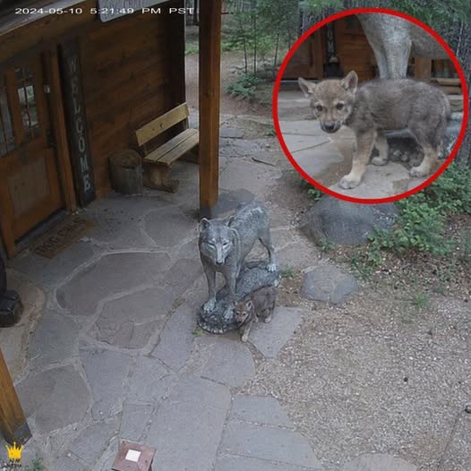 Las cámaras de seguridad captaron a un cachorro de lobo visitando la misma estatua todos los días durante un mes, pero los inves...