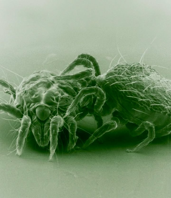 El drama de la vida y la muerte ocurre todos los días en tu jardín, pero es tan pequeño que necesitas un microscopio electrónico...
