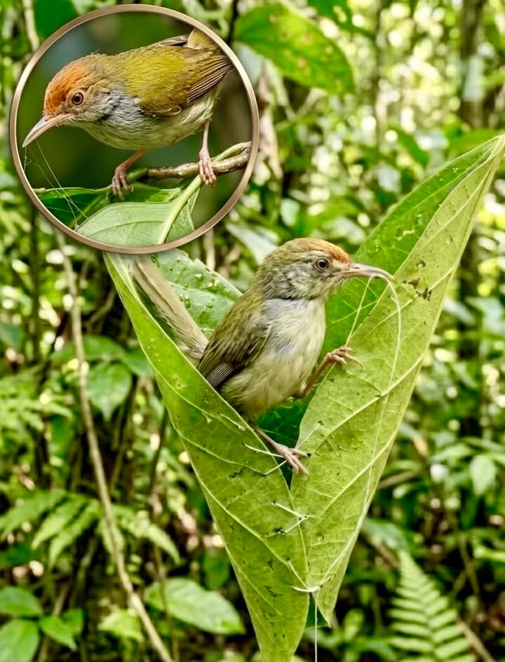 El pájaro sastre no construye su nido como los demás; literalmente lo confecciona