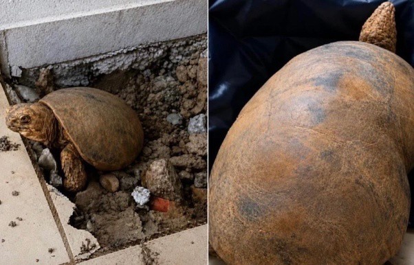 En Brasil, una tortuga fue encontrada con vida, de forma asombrosa, tras pasar casi una década atrapada bajo un piso sellado en ...