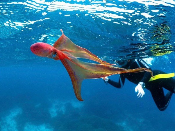 El pulpo manta es quizás una de las criaturas más extrañas del océano