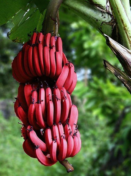 El plátano rojo es una de las diez frutas más raras del mundo