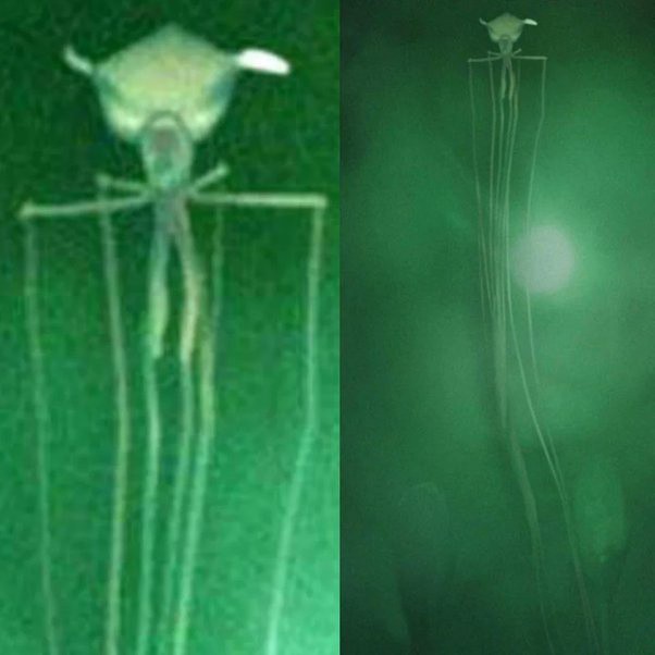 En 2007, este impresionante calamar, que medía más de 8 metros de longitud, fue fotografiado en la base de una plataforma petrol...