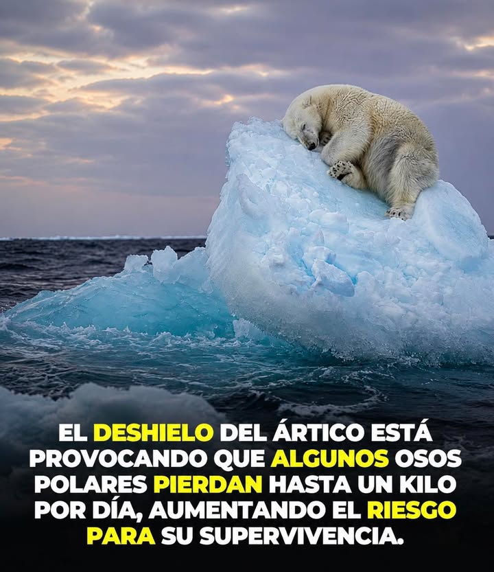 🐻‍❄️❄️ Una de las mayores víctimas del cambio climático es el oso polar