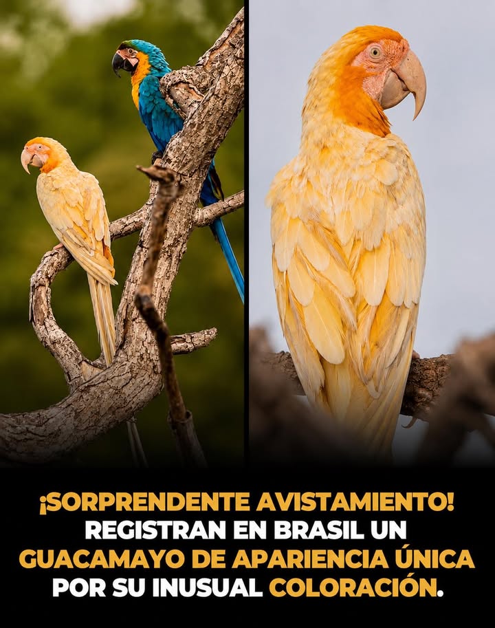 🦜✨ Un hallazgo extraordinario en la naturaleza brasileña