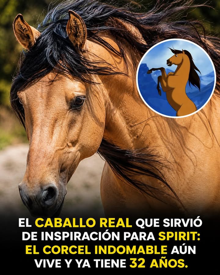 🐎✨ El caballo que inspiró a Spirit realmente existe