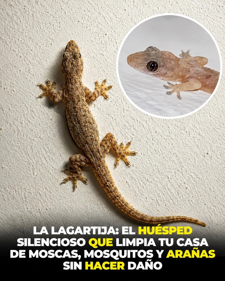🦎 ¿Sabías que las lagartijas que viven en tu casa son grandes aliadas?