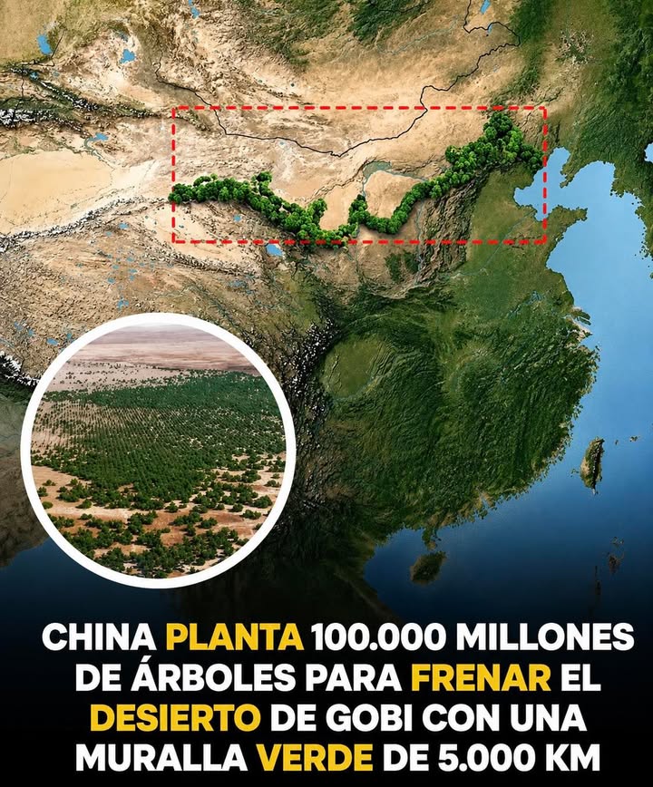 🌳🇨🇳 La Gran Muralla Verde de China: una barrera contra el avance del desierto