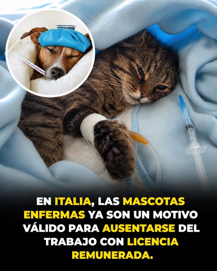 🐶❤️ Italia da un paso histórico por el bienestar animal