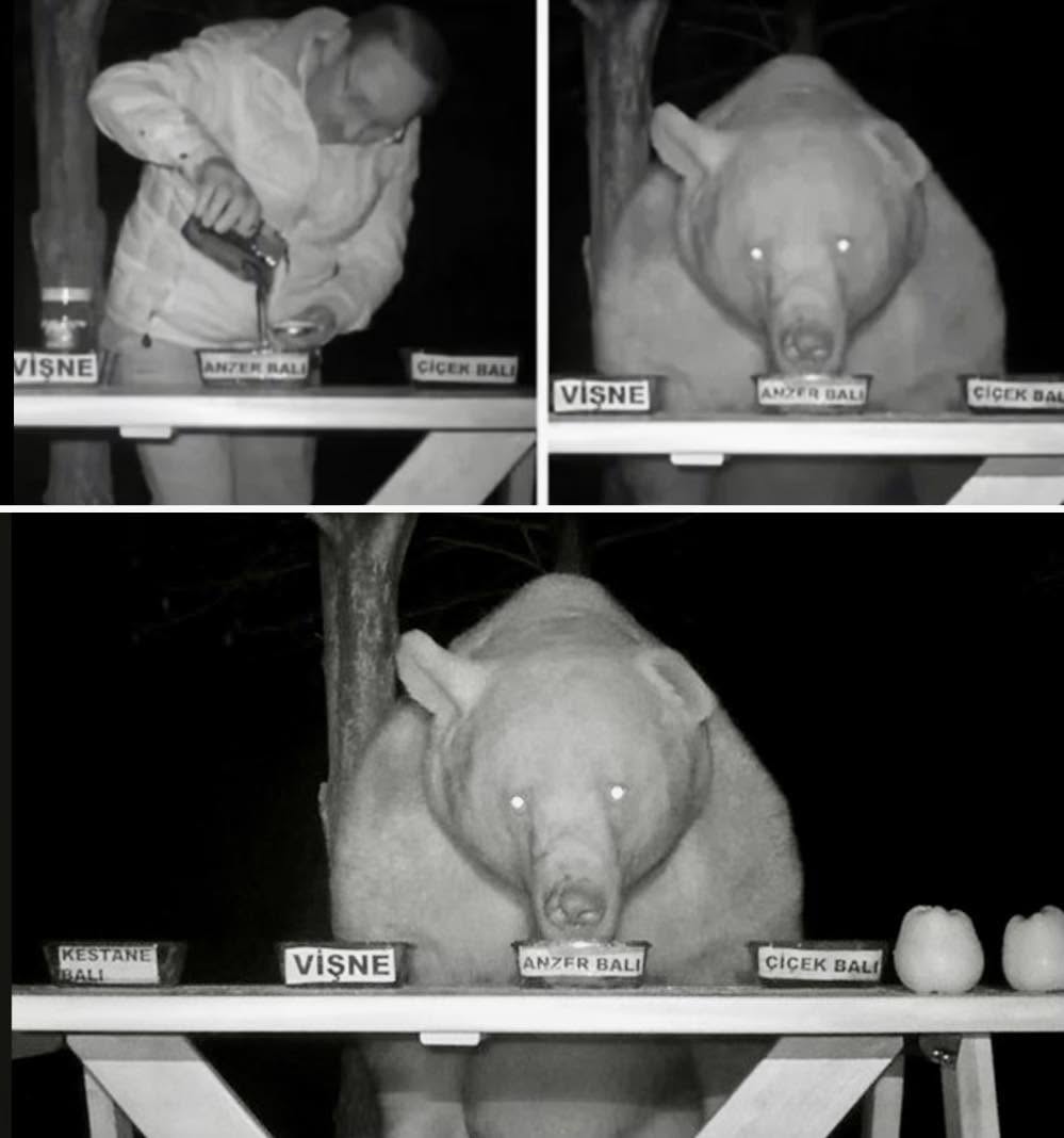 Un ingeniero agrícola aprovechó que todas las noches tenía un visitante en la parte trasera de su jardín y utilizó este oso como prueba para dete...