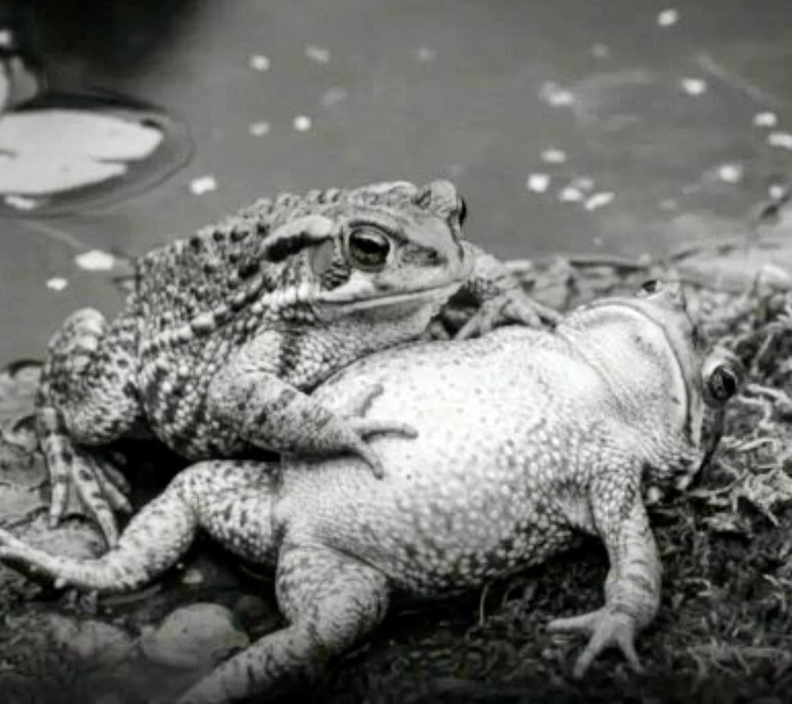Las hembras de ranas, especialmente las comunes europeas, han desarrollado métodos sorprendentes para evitar el acoso de machos persistentes durante ...