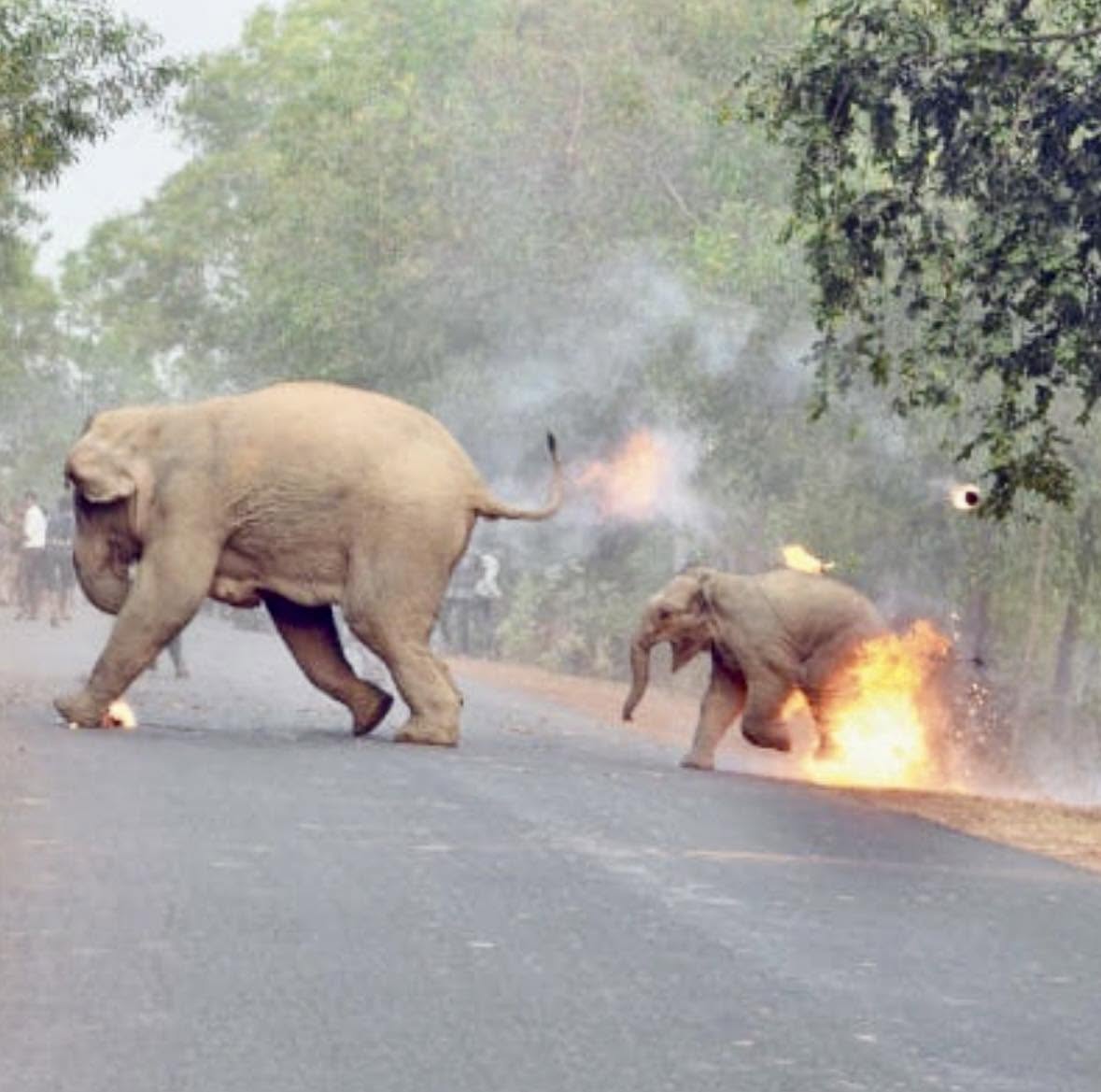 La fotografía titulada "El infierno está aquí" presenta una escena conmovedora: un elefante joven junto a su madre intenta escapar de una multitud ...