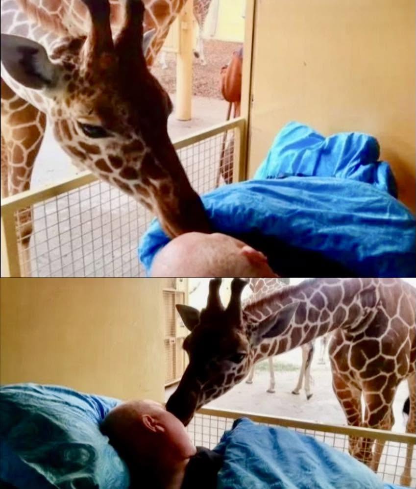 La profunda conexión entre los seres humanos y los animales a menudo se manifiesta de formas que trascienden la comprensión
