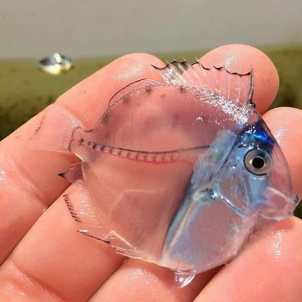 Dory, el olvidadizo pececito azul de "Buscando a Nemo", es sin duda adorado por todos