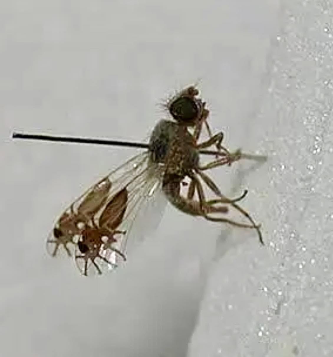 “Goniurellia tridens”es una mosca de la fruta poco común que se encuentra en Omán y otras partes del Medio Oriente
