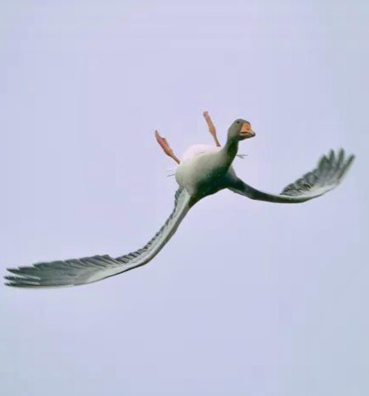 En esta fotografía, se observa a un ganso volando en una posición inusual, con la cabeza girada 180 grados, lo que se conoce como whiffling