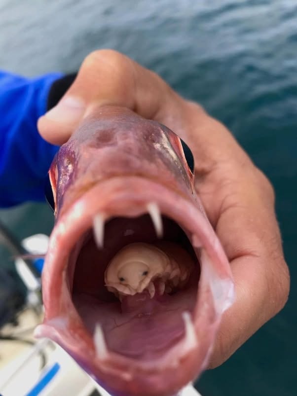 Cymothoa exigua, conocido como piojo comelenguas, es un crustáceo parásito que se aloja en la boca de los peces y provoca la pérdida total de sus l...