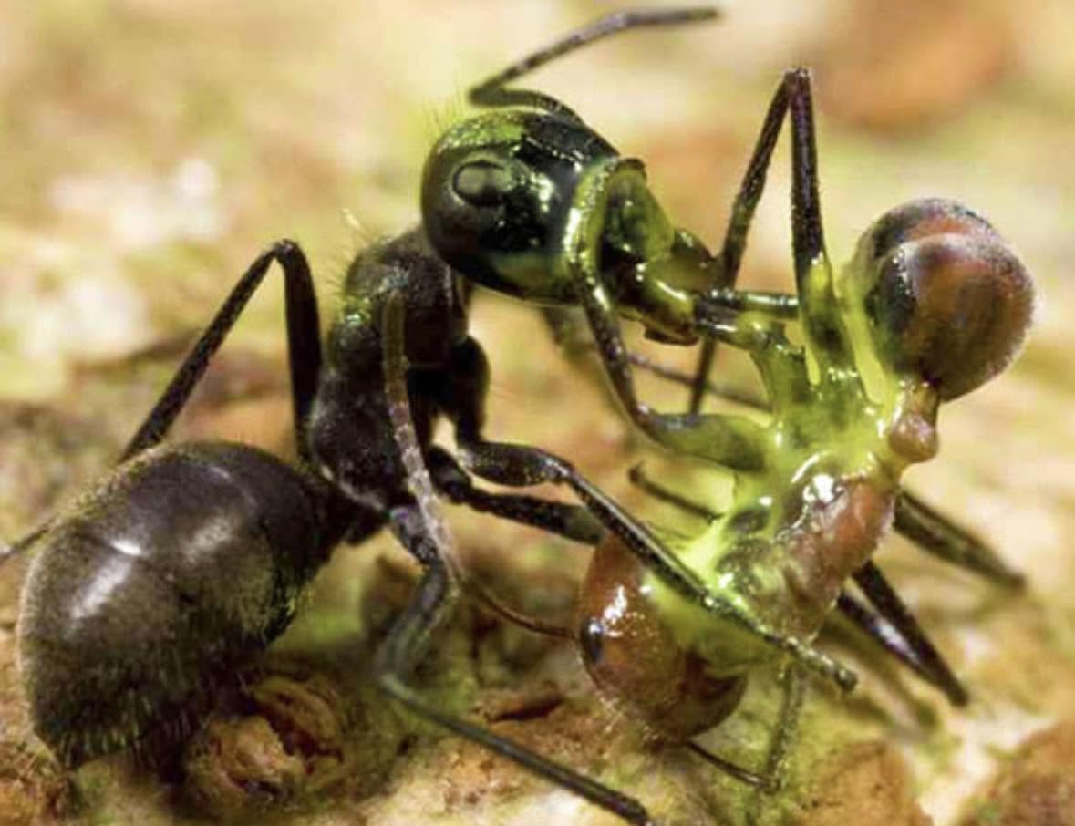 Las hormigas kamikaze (Colobopsis explodens) tienen una táctica de defensa única: cuando su colonia está amenazada, atacan en grupo y se explotan
