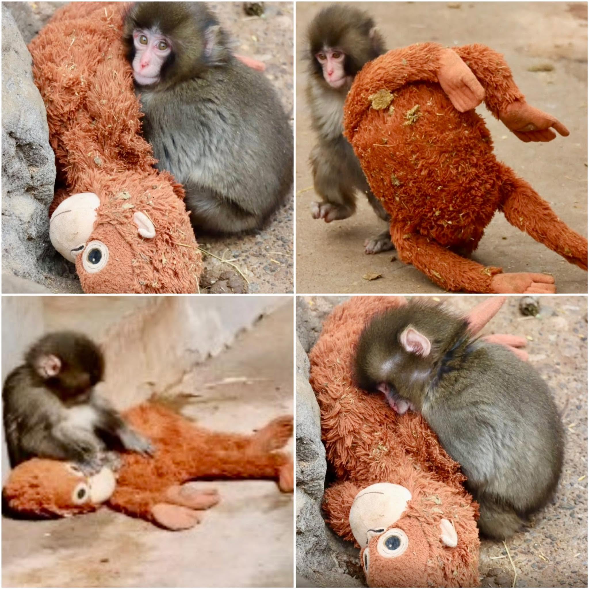 En un rincón del zoológico de Ichikawa, Japón, se encuentra Punch, un pequeño mono que ha capturado los corazones de quienes lo visitan