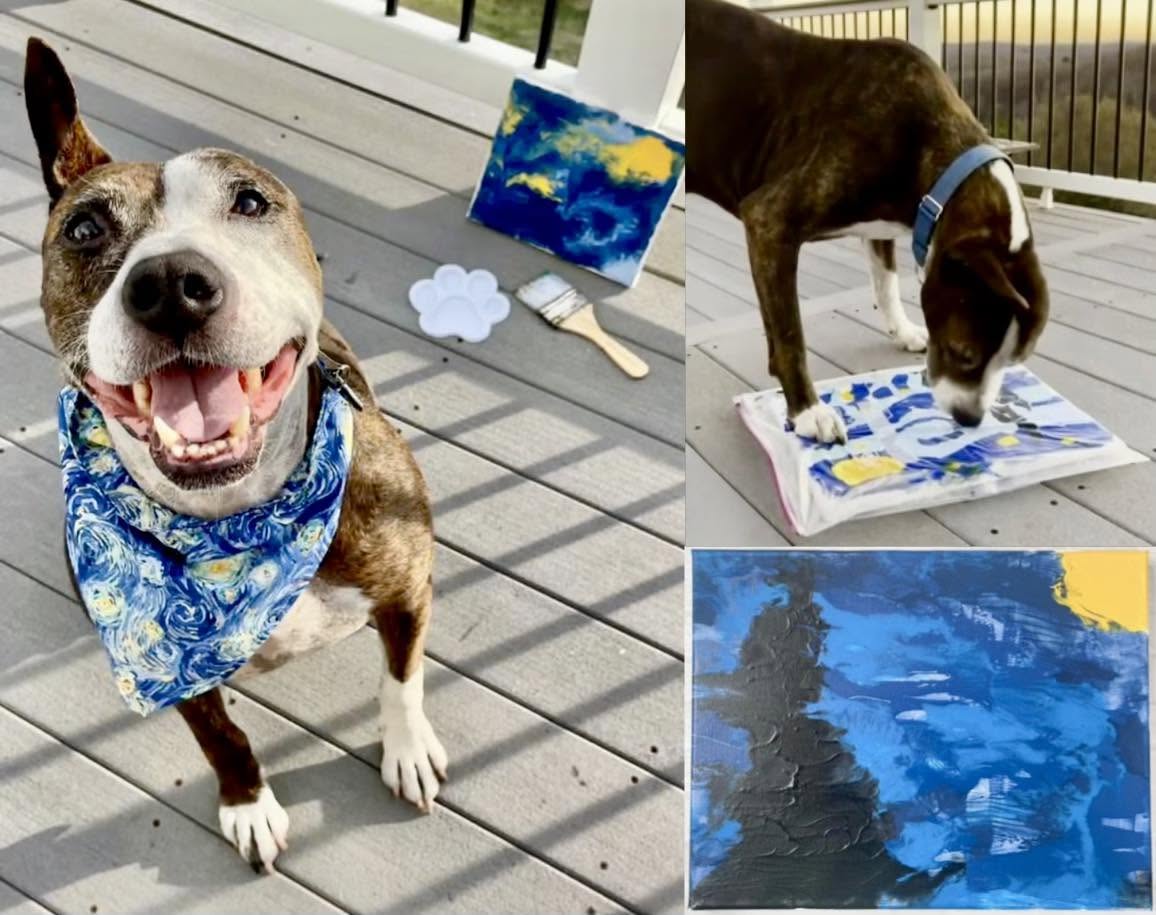 En Bethel, Connecticut, un perro de refugio conocido como Van Gogh ha capturado corazones y atención mundial