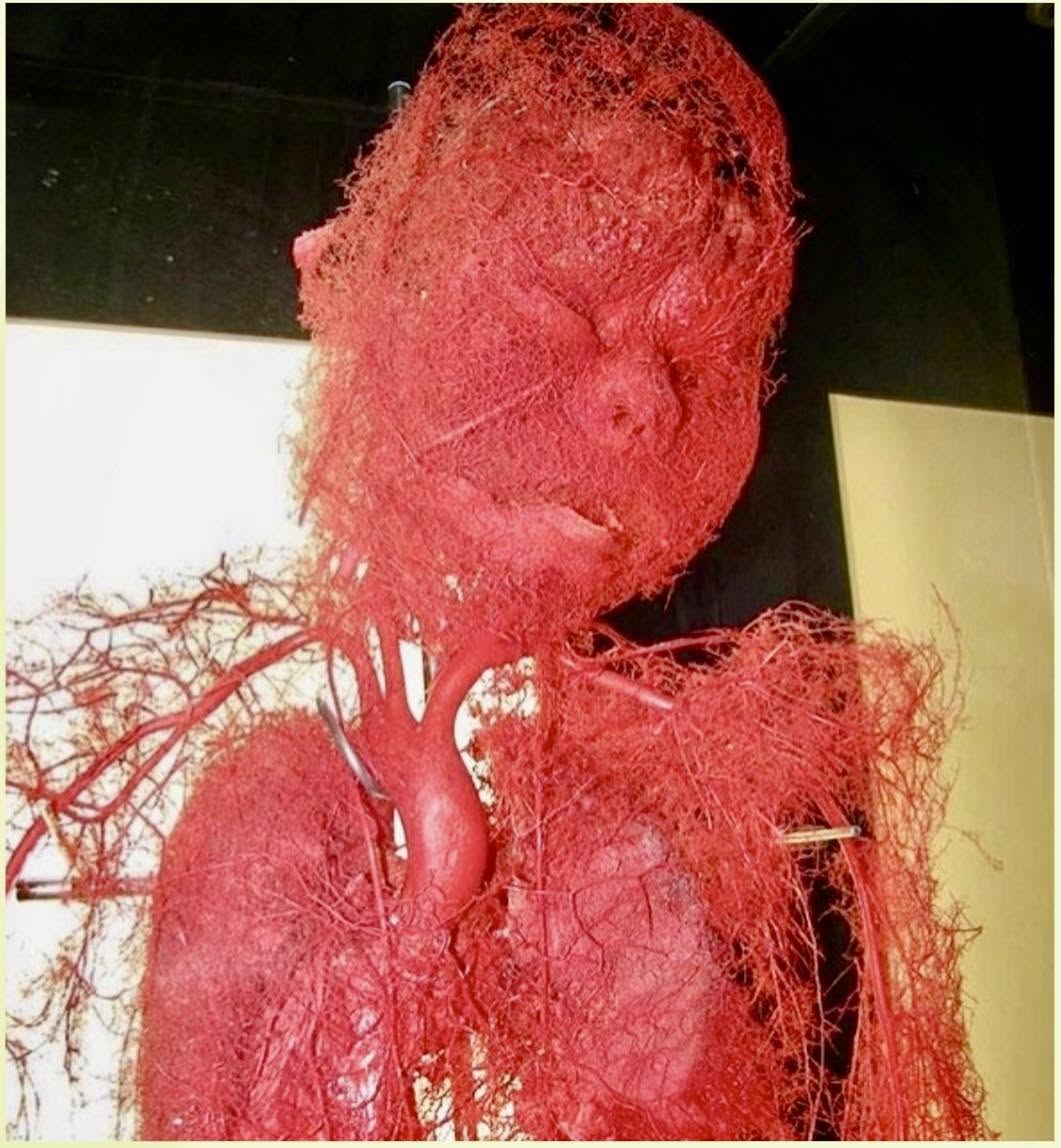 El sistema circulatorio humano es una maravilla de la biología, conformado por una vasta red de órganos y vasos sanguíneos que desempeñan funcione...