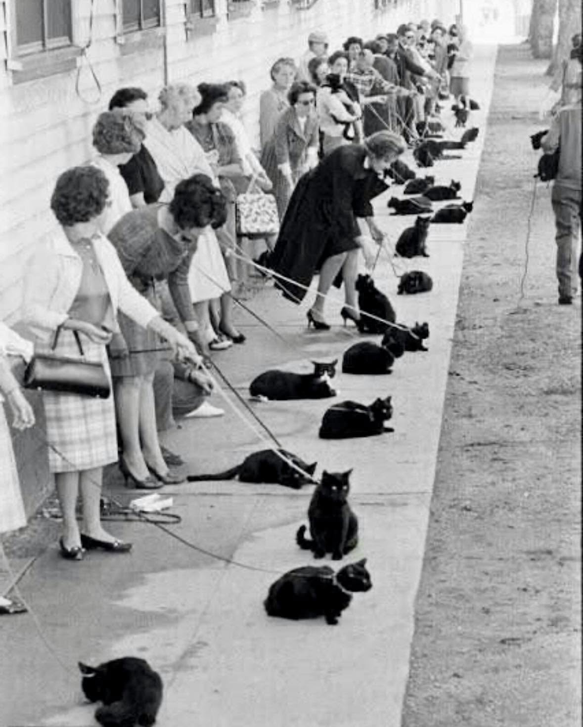 Imagina una escena en la que un grupo de señoras se agrupa con sus gatos, cada uno en una fila ordenada, aguardando su momento en la audición para "...
