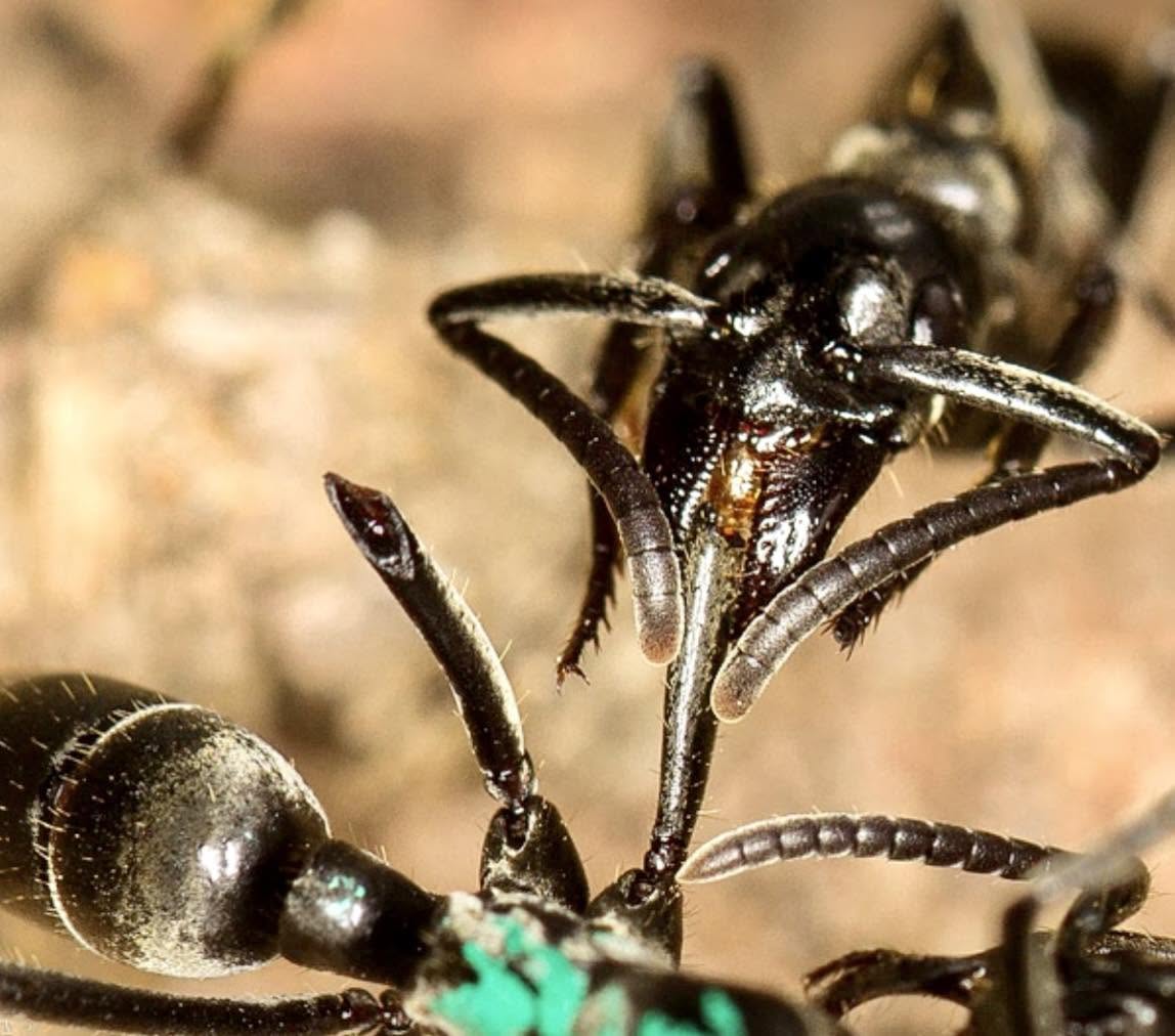 La “Megaponera analis”, conocida como la "hormiga Matabele", es una hormiga fascinante que vive en África subsahariana y tiene una habilidad sorp...