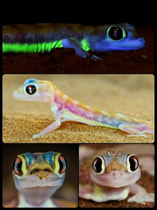 El gecko de arena del Namib