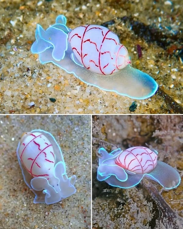 La joya de neón: Bullina lineata
