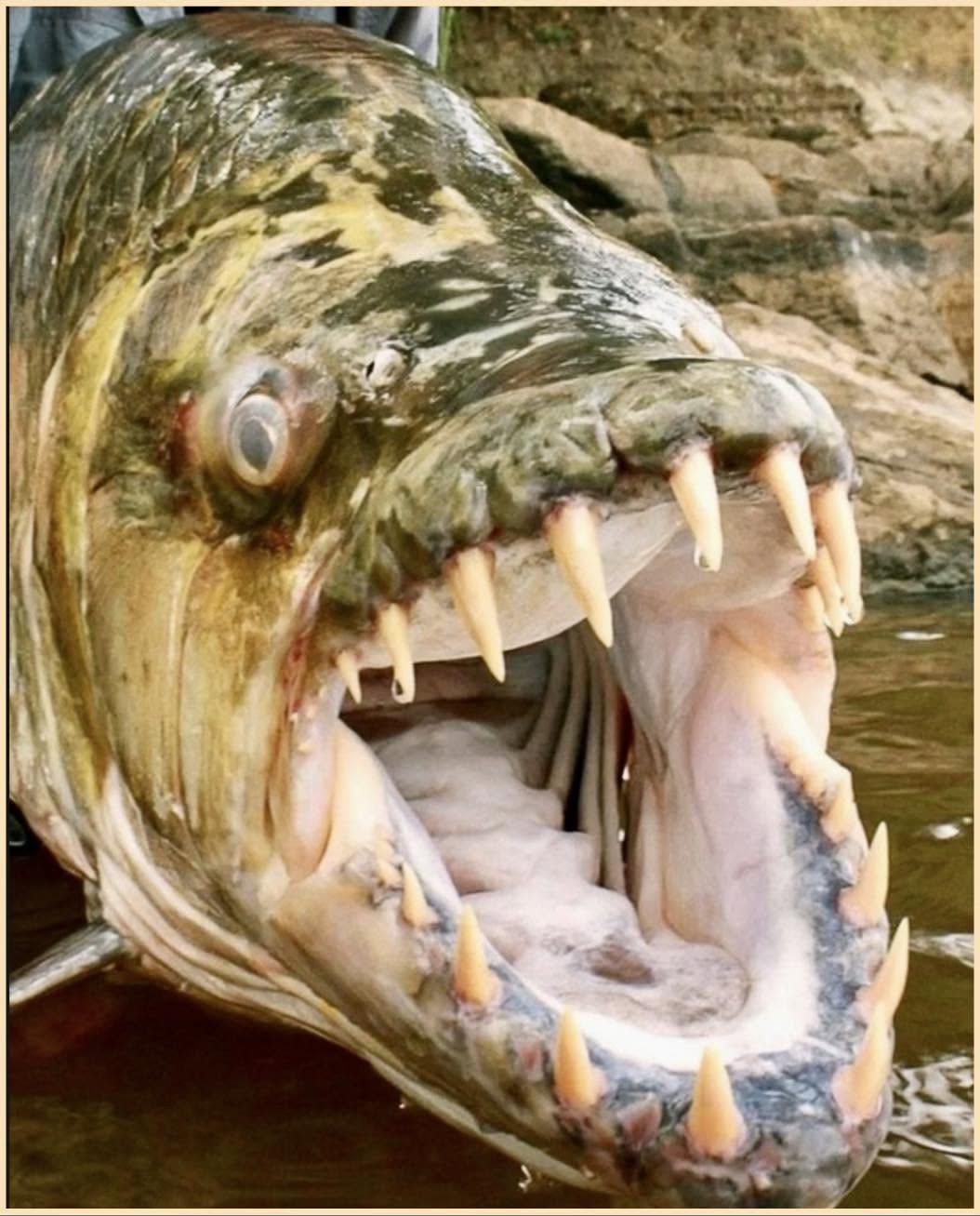 El “Hydrocynus goliath”,o pez tigre de Goliath, es un depredador formidable que habita las aguas del río Congo y el lago Tanganika