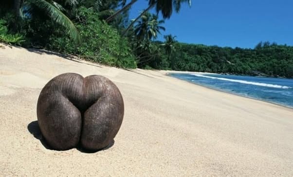 La semilla más grande del mundo