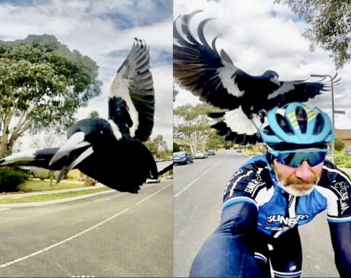 "La urraca australiana (Gymnorhina tibicen) es una de las aves más temidas del continente