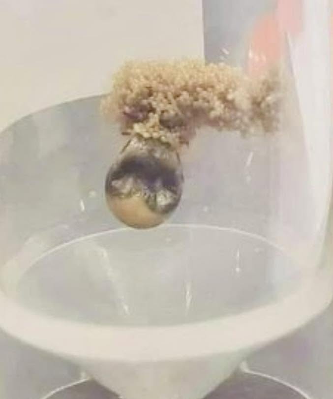 En esta imagen se puede observar una garrapata que se mantuvo en exhibición durante algún tiempo para que la gente pudiera observarla