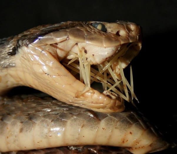 Esta imagen muestra una serpiente que intentó devorar a un erizo o un puercoespín