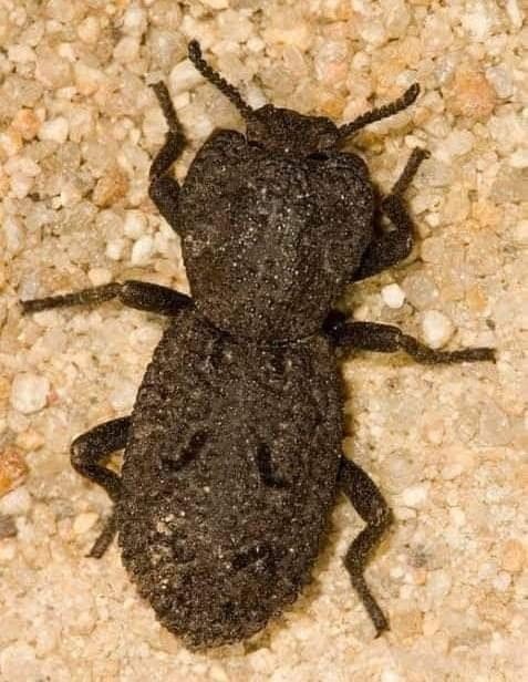 El llamado “Escarabajo de Hierro Diabólico” es en realidad Phloeodes diabolicus, un pequeño insecto del desierto del suroeste de Estados Unidos ...