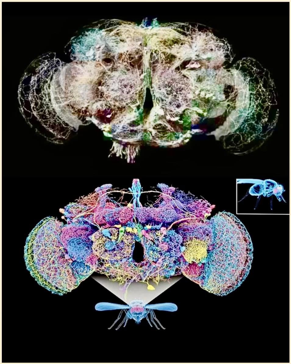 El cerebro de la mosca, a pesar de su reducido tamaño, es una estructura notable