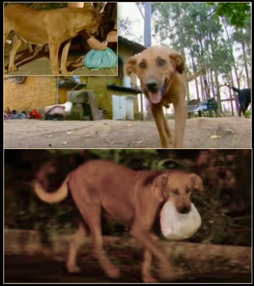 En las calles de San Carlos, Brasil, vive Lilica, una perra callejera que, a pesar de las adversidades, ha encontrado su propósito: cuidar y alimenta...