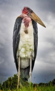 El Leptoptilos crumenifer, conocido como marabú africano, es una de las cigüeñas más grandes y singulares del mundo