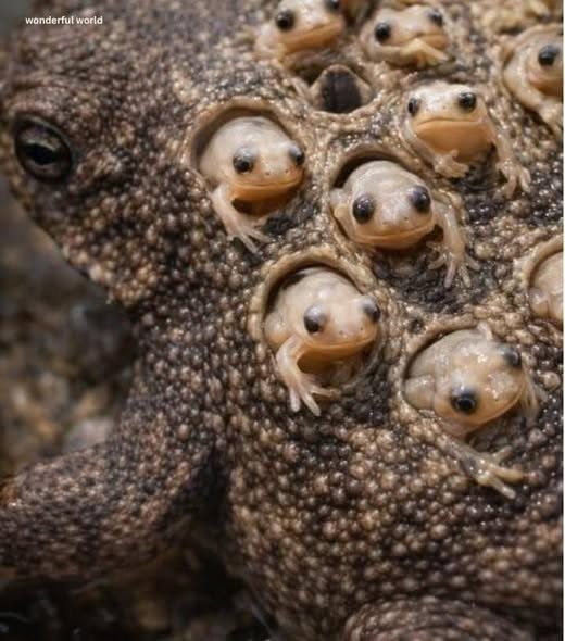 Esta es una de las estrategias reproductivas más extraordinarias del reino animal