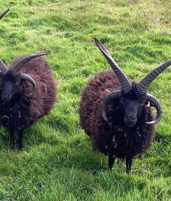 Esta es la oveja de las Hébridas, una antigua raza de ovejas de Escocia conocida por tener a veces cuatro cuernos.
