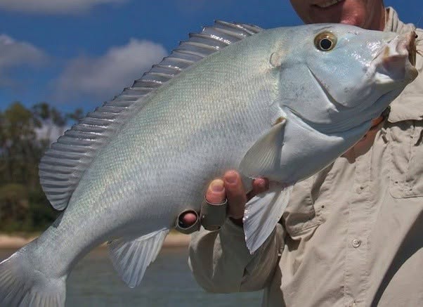 El pescador que lo había capturado, Ben Wright, incapaz de identificar el tipo de pez que acababa de capturar, decidió enviar una foto al Museo de Q...