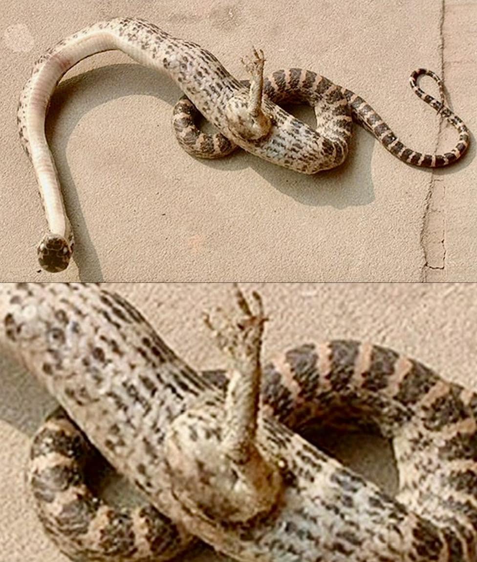 En 2026, en el suroeste de China, una mujer llamada Dean Qiongxiu tuvo un encuentro sorprendente: encontró una serpiente que tenía una pequeña pata...