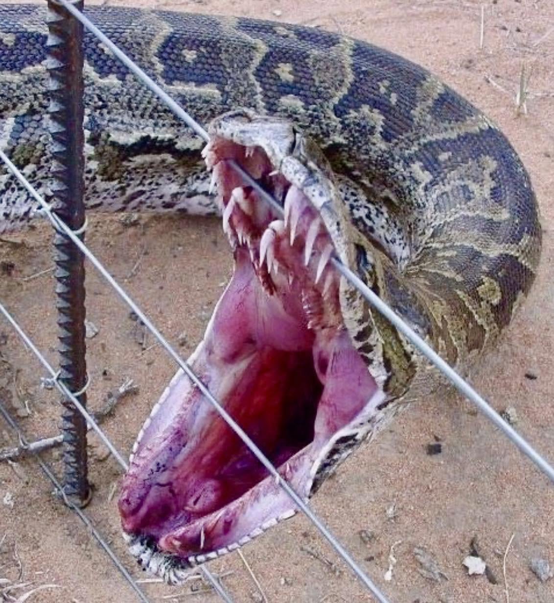 Imagina estar atrapado en la mandíbula de un constrictor