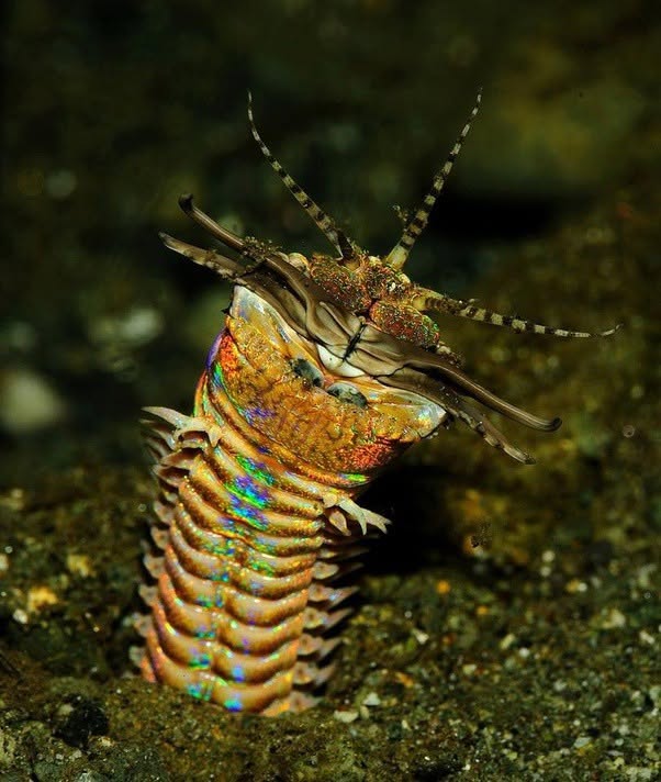 El Eunice aphroditois, conocido como gusano Bobbit, es uno de los depredadores más antiguos y eficientes que habitan los fondos marinos tropicales